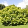 Catalpa bignonioides solitair